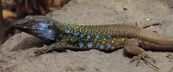 Male Tenerife Lizard - Gallotia galloti © Teresa Farino