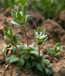 Annual Androsace - Androsace maxima © Teresa Farino