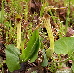 Aristolochia paucinervis © Teresa Farino