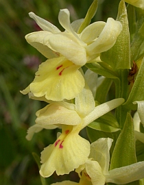 Barton's Orchid - Dactylorhiza insularis © Teresa Farino