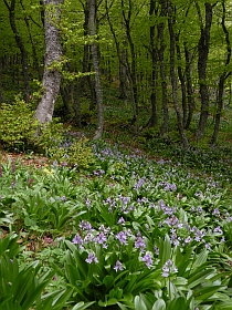 Beechwoods with Scilla lilio-hyacinthus at Piedrasluengas © Teresa Farino