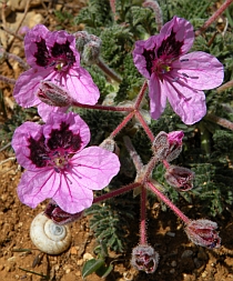 Erodium daucoides © Teresa Farino