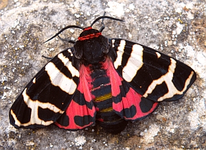 Eucharia festiva © Teresa Farino