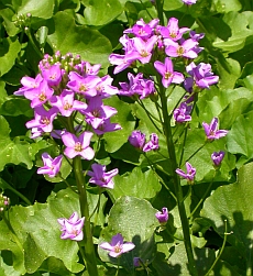 Greater Cuckooflower - Cardamine raphanifolia © Teresa Farino