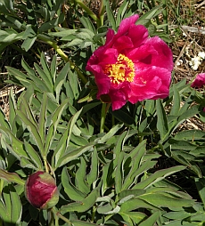 Paeonia officinalis ssp. microcarpa © Teresa Farino