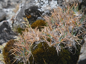 Poa ligulata © Teresa Farino