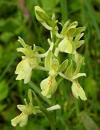 Provence Orchid - Orchis provincialis © Teresa Farino