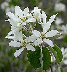 Snowy Mespilus - Amelanchier ovalis © Teresa Farino