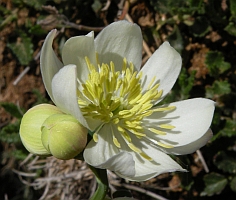 Thalictrum tuberosum © Teresa Farino