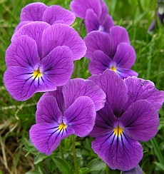 Violet Mountain Pansy - Viola bubanii © Teresa Farino