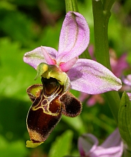 Woodcock Ophrys - Ophrys scolopax © Teresa Farino