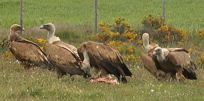 Griffon Vultures - Gyps fulvus &copy; Teresa Farino