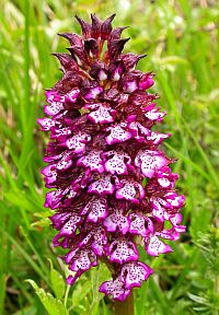 Lady Orchid - Orchis purpurea &copy; Teresa Farino