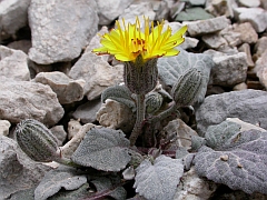 Pygmy Hawk's-beard - Crepis pygmaea © Teresa Farino