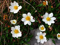 Mountain Avens - Dryas octopetala &copy; Teresa Farino