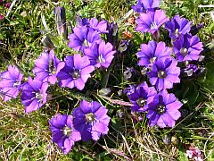 Pyrenean Gentian - Gentiana pyrenaica © Teresa Farino