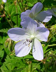 Meadow Crane's-bill - Geranium pratense © Teresa Farino