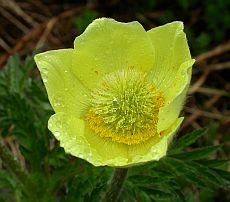 Alpine Pasque Flower - Pulsatilla alpina ssp. apiifolia © Teresa Farino