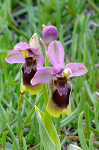 Sawfly orchid - Ophrys tenthredifera © Mike Lockwood