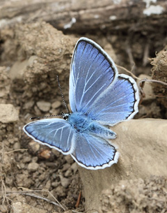 Escher's blue - Polyommatus escheri © Mike Lockwood