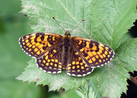 False heath fritillary - Melitaea diamina © Mike Lockwood