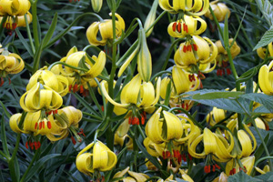 Pyrenean lily - Lilium pyrenaicum © Mike Lockwood