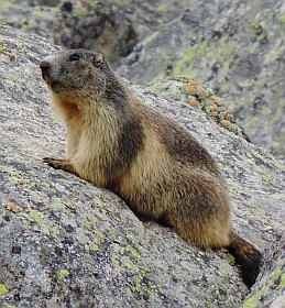 Alpine Marmot - Marmota marmota © Teresa Farino