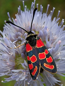 Crepuscular Burnet - Zygaena carniolica