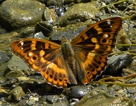 Lesser Purple Emperor – Apature ilia f clytie