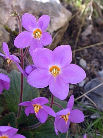 Ramonda – Ramonda myconi