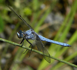 Southern Skimmer - Orthetrum brunneum