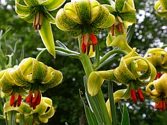 Pyrenean Lily - Lilium pyrenaicum