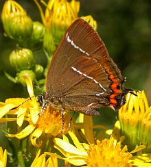 White-letter Hairstreak - Satyrium w-album © Teresa Farino