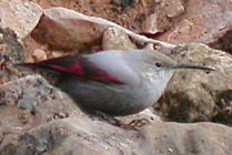 Birds and birdwtatching in Spain - Wallcreeper © John Muddeman