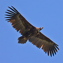 Cinereous Vulture - Aegypius monachus © John Muddeman