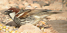 Birds of Extremdura, Spain - Spanish Sparrow male &copy; John Muddeman