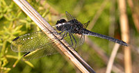 Spain - Dragonflies & Damselflies - Black Percher © John Muddeman