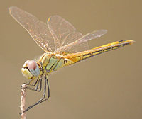 Spain - Dragonflies & Damselflies - Red-veined Darter female © John Muddeman