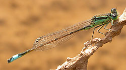 Spain - Dragonflies & Damselflies - Sahara Bluetail © John Muddeman