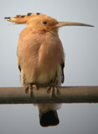 Birds of Extremadura, Spain - Hoopoe © John Muddeman