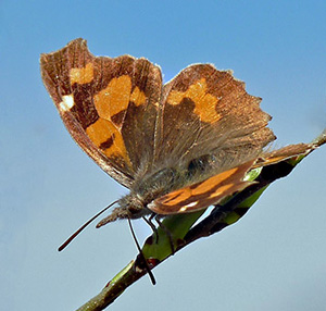 Nettle-tree Butterfly - Libythea celtis © John Muddeman
