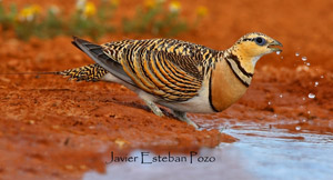 Pin-tailed Sandgrouse - Pterocles alchata © Javier Esteban Pozo