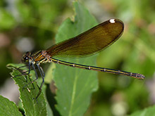 Copper Demoiselle - Calopteryx haemorrhoidalis © John Muddeman