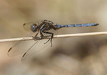 Epaulette Skimmer - Orthetrum chrysostigma © Santiago Villa