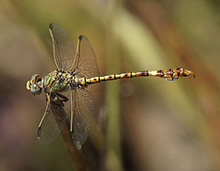 Green Hooktail - Paragomphus genei © Santiago Villa