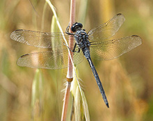 Long Skimmer - Orthetrum trinacria © Santiago Villa