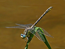 Pronged Clubtail - Gomphus graslinii © John Muddeman