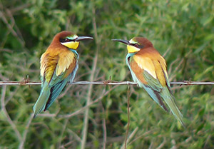 European Bee-eaters - Merops apiaster © John Muddeman