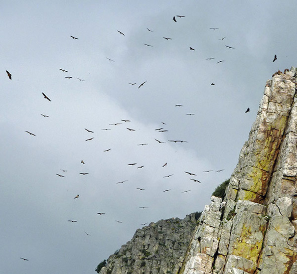 Griffon Vultures at Monfrage © John Muddeman