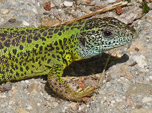 Schreiber's Green Lizard - Lacerta schreiberi © John Muddeman